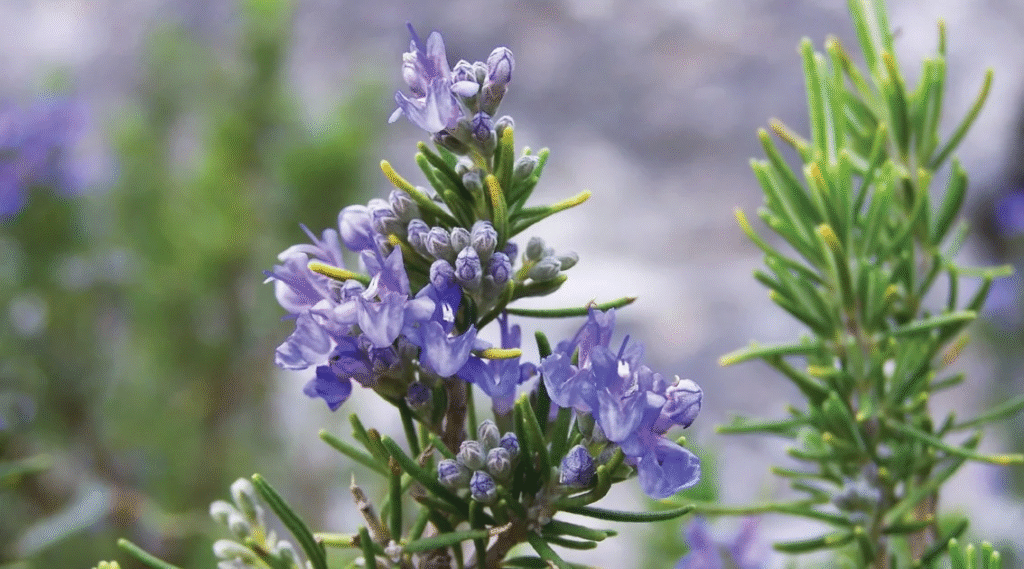 Rosemary, A Natural Treasure for Your Health and Beauty